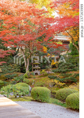 京都 東山泉涌寺(皇室の菩提寺) 御座所庭園 紅葉 築山のもみじ 京都 東山泉涌寺(皇室の菩提寺) 御座所庭園 紅葉 築山のもみじ 137163999