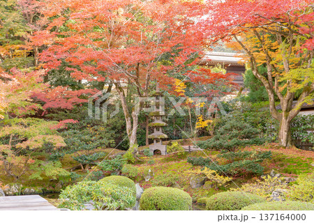 京都 東山泉涌寺(皇室の菩提寺) 御座所庭園 紅葉 築山のもみじ 京都 東山泉涌寺(皇室の菩提寺) 御座所庭園 紅葉 築山のもみじ 137164000