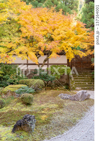 京都 東山泉涌寺(皇室の菩提寺) 御座所庭園 紅葉 枯山水のもみじ 京都 東山泉涌寺(皇室の菩提寺) 御座所庭園 紅葉 枯山水のもみじ 137164001
