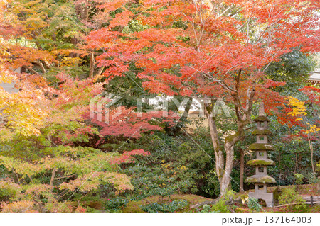 京都　東山泉涌寺（皇室の菩提寺）　御座所庭園　紅葉　築山のもみじ 137164003