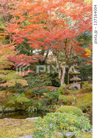 京都 東山泉涌寺(皇室の菩提寺) 御座所庭園 紅葉 築山のもみじ 京都 東山泉涌寺(皇室の菩提寺) 御座所庭園 紅葉 築山のもみじ 137164004