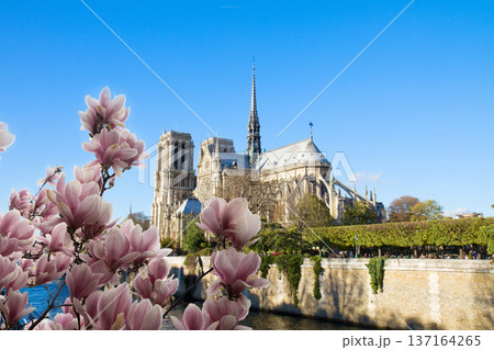 Notre Dame cathedral, Paris France 137164265