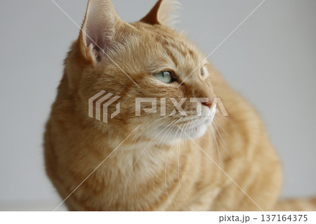 猫ちゃん親子の日常風景 137164375