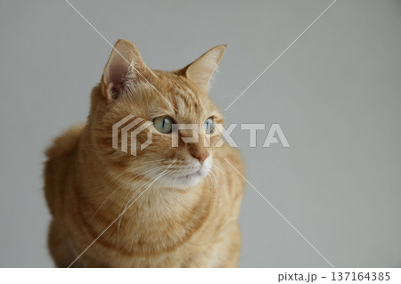 猫ちゃん親子の日常風景 猫ちゃん親子の日常風景 137164385