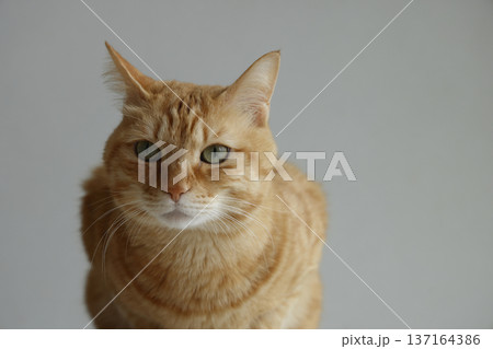 猫ちゃん親子の日常風景 猫ちゃん親子の日常風景 137164386
