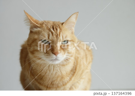 猫ちゃん親子の日常風景 137164396