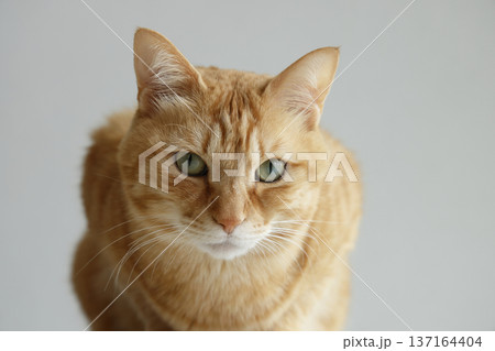 猫ちゃん親子の日常風景 137164404