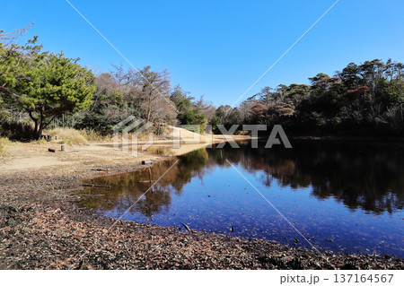 横池(雄池)の風景 横池(雄池)の風景 137164567