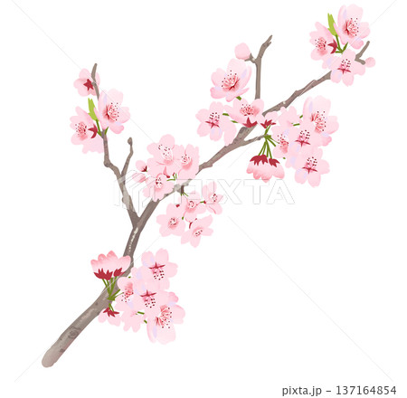 171_桜の枝 171_桜の枝 137164854