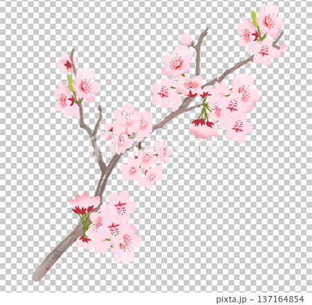 171_桜の枝 171_桜の枝 137164854