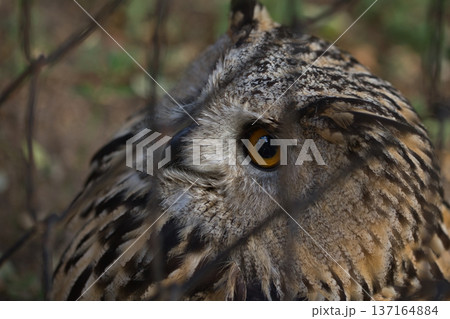 Eurasian Eagle Owl Behind Fence with Intense Orange Eyes 137164884