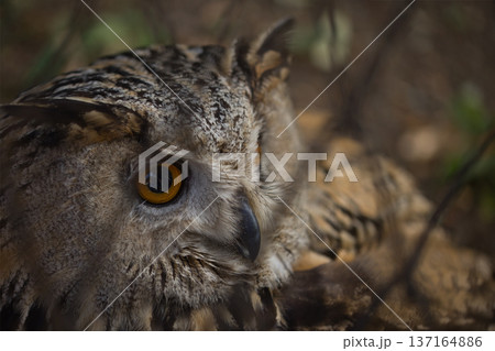 Eurasian Eagle Owl Behind Fence with Intense Orange Eyes 137164886