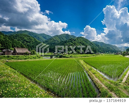 日本の田園風景　夏 137164919