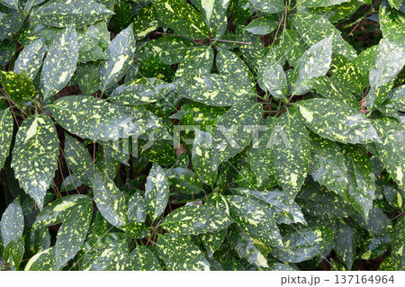 たくさんの斑入りの葉の背景画像。アオキの葉 137164964