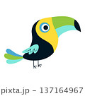 toucan bird isolated 137164967