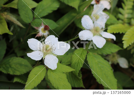 草苺の花 草苺の花 137165000