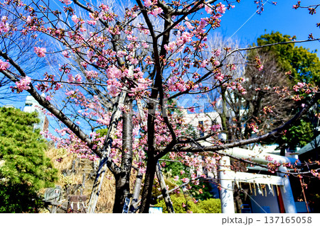 【東京】初春の鳩森八幡神社 境内の河津桜と冨士浅間神社の鳥居 【東京】初春の鳩森八幡神社 境内の河津桜と冨士浅間神社の鳥居 137165058