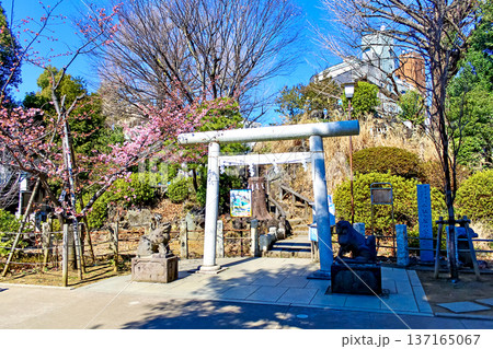 【東京】初春の鳩森八幡神社 冨士浅間神社の鳥居と河津桜 【東京】初春の鳩森八幡神社 冨士浅間神社の鳥居と河津桜 137165067