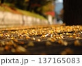 落ち葉の絨毯 137165083