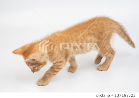 Walking small orange kitty Walking small orange kitty 137165323