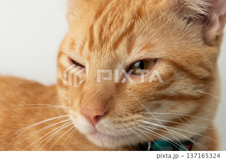 Close up portrait of orange cat 137165324