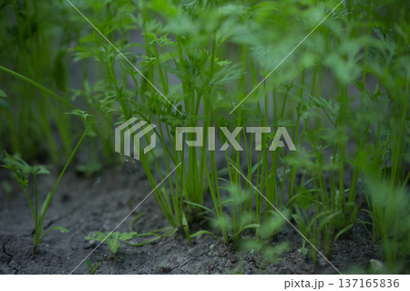 young green sprouts in spring, sprouts from the ground on a sunny day 137165836