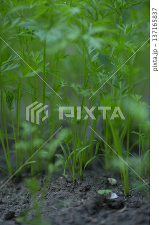 young green sprouts in spring, sprouts from the ground on a sunny day 137165837