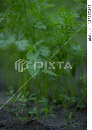 young green sprouts in spring, sprouts from the ground on a sunny day 137165861