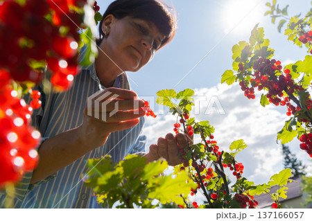 Caucasian mature female harvesting red currants in sunlit garden Caucasian mature female harvesting red currants in sunlit garden 137166057