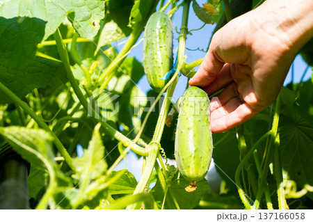 Hand harvesting fresh ripe cucumbers in a sunlit garden. Natural farming, eco-friendly lifestyle Hand harvesting fresh ripe cucumbers in a sunlit garden. Natural farming, eco-friendly lifestyle 137166058