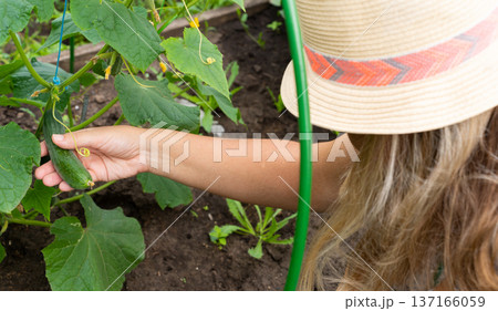 Female harvesting cucumbers in garden. Growing organic vegetables, natural farming Female harvesting cucumbers in garden. Growing organic vegetables, natural farming 137166059