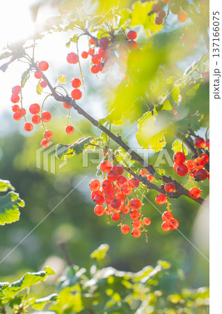 Vibrant red currants on sunlit branch in lush greenery 137166075