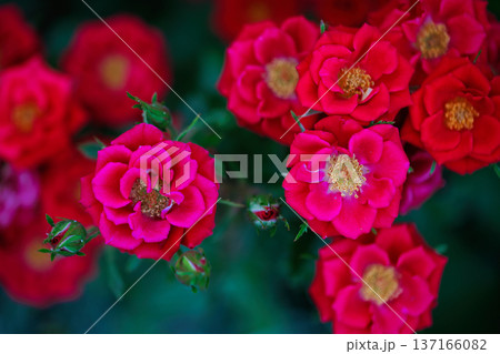 pink roses close up between big green leaves of another plant 137166082