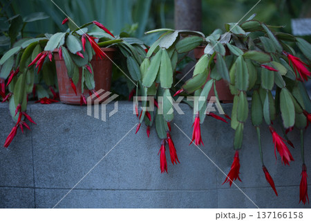 house flowers green with hanging red flowers hanging on gray stone background house flowers green with hanging red flowers hanging on gray stone background 137166158