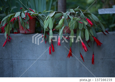 house flowers green with hanging red flowers hanging on gray stone background house flowers green with hanging red flowers hanging on gray stone background 137166159