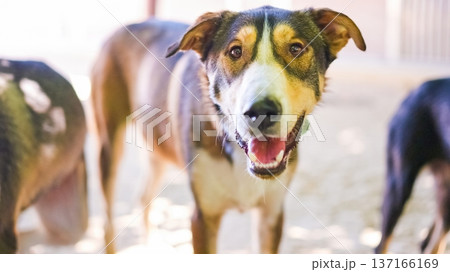 Smiling happy dog looking at camera in sun Smiling happy dog looking at camera in sun 137166169