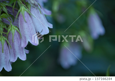 small purple flowers close up in green leaves small purple flowers close up in green leaves 137166284