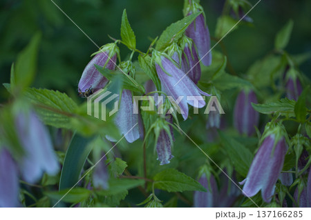 small purple flowers close up in green leaves 137166285