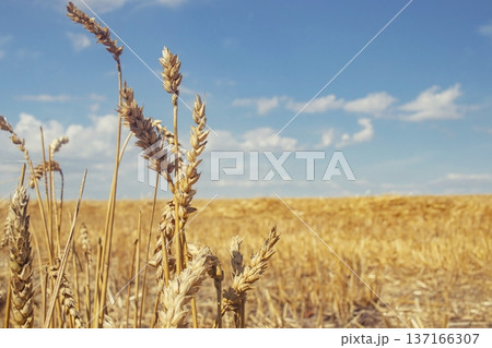 Golden wheat ears in the field. Rural landscape. Seasonal wheat harvest. 137166307