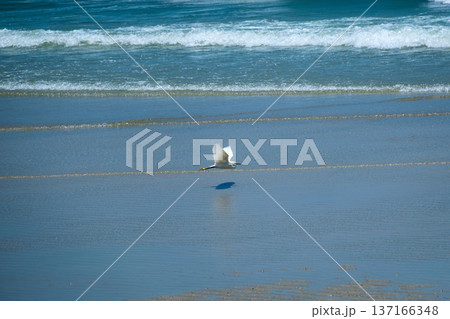 White bird flying over ocean waves and the beach 137166348