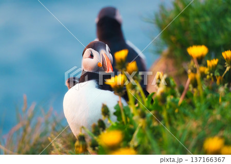 Cute Puffin bird on grassy cliff during golden hour in Borgarfjardarhofn, Iceland 137166367
