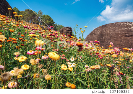 Colorful strawflower blooming with rocky formation on hill in Phu Hin Rong Kla national park 137166382