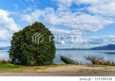 Large tree growing by jetty on serene lake surrounded by mountain under blue sky 137166416