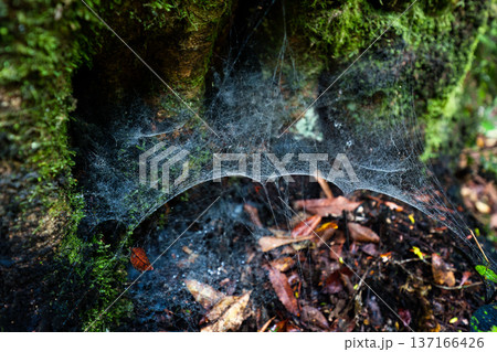 Intricate Dew Kissed Spider web on mossy forest floor Intricate Dew Kissed Spider web on mossy forest floor 137166426