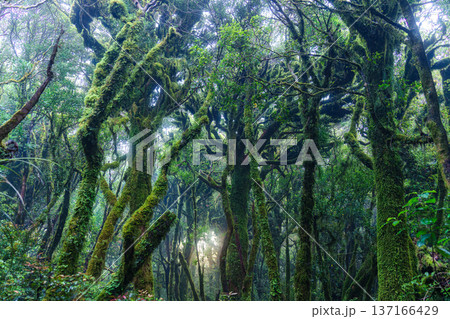 Mysterious lush green moss covered tree in tropical rainforest with sunlight in national park Mysterious lush green moss covered tree in tropical rainforest with sunlight in national park 137166429