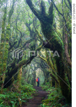 Asian woman trekking in lush green tropical rainforest at Egmont national park, New Zealand 137166430