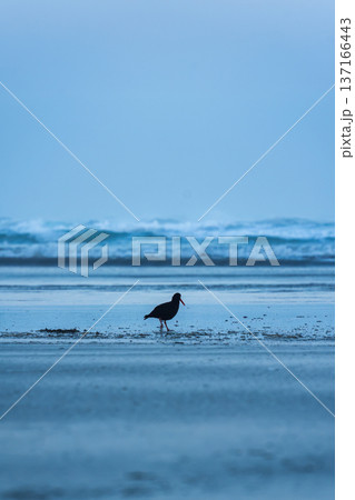 Seabird standing on coastal beach and blue ocean at low tide Seabird standing on coastal beach and blue ocean at low tide 137166443