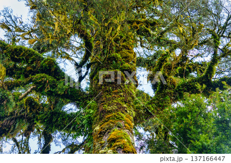 Large ancient tree growth with moss, fern in tropical rainforest Large ancient tree growth with moss, fern in tropical rainforest 137166447