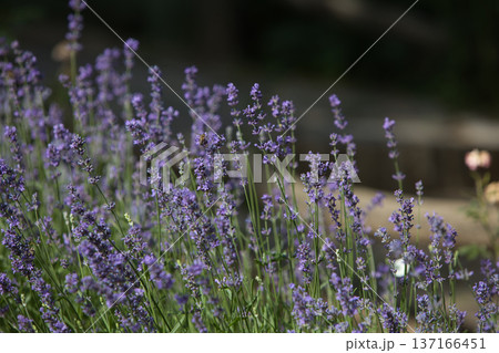 White butterfly rests delicately on a blooming lavender stalk. Vibrant purple flowers fill the background with summer calming beauty. White butterfly rests delicately on a blooming lavender stalk. Vibrant purple flowers fill the background with summer calming beauty. 137166451