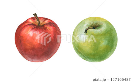Double watercolor apples on an isolated background. Watercolor illustration of ripe red and green apples. Realistic clipart of juicy fruits for the design of jams, juices, baby food. 137166487